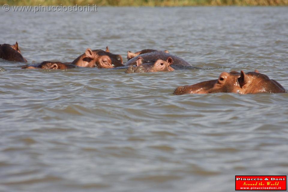 Ethiopia - Lago Chamo - Ippopotami - Hippos - 10.jpg